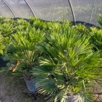 Palmička nízka (Chamaerops Humilis) - výška kmeňa 10-20 cm, celková výška 60-80 cm, kont. C15L  (-14°C) - 3 až 5 paliem v jednom kvetináči